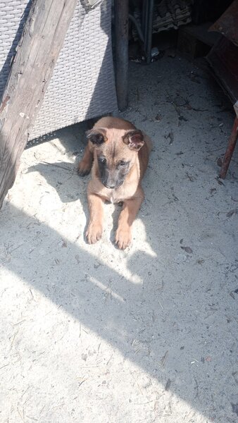 Pui ciobanesc Belgian Malinois