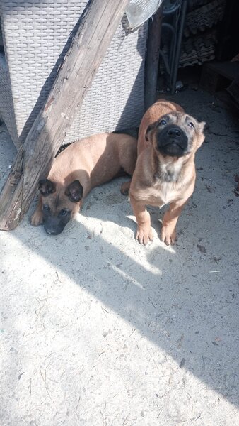 Pui ciobanesc Belgian Malinois