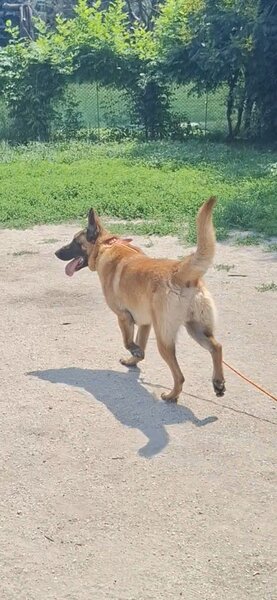 Pui ciobanesc Belgian Malinois