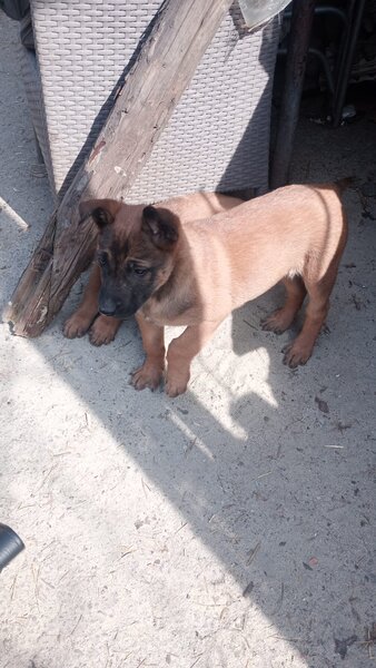 Pui ciobanesc Belgian Malinois