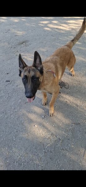 Pui ciobanesc Belgian Malinois