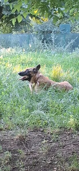 Pui ciobanesc Belgian Malinois