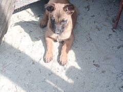 Pui ciobanesc Belgian Malinois