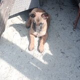 Pui ciobanesc Belgian Malinois