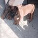 Pui ciobanesc Belgian Malinois