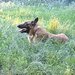 Pui ciobanesc Belgian Malinois